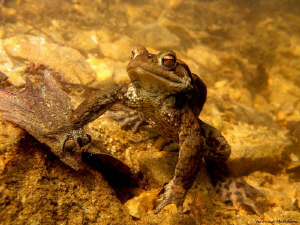 Frog Life V. by Veronika Matějková 